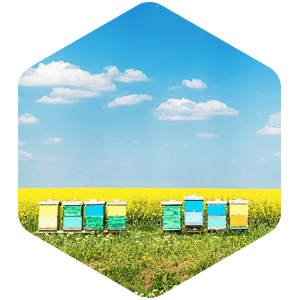 alveole_eco_02 On vous dit tout - ecoresponsable